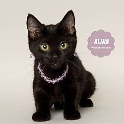 Thumbnail photo of ALINA #2