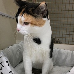 Photo of Tigerlilly - Adopted