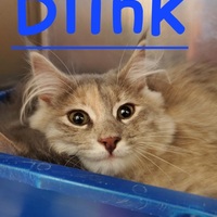 Photo of Blink