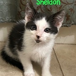 Photo of Sheldon