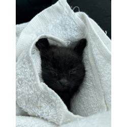 Thumbnail photo of Catman #2