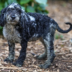 Thumbnail photo of Moyen Poodle Marcella #1