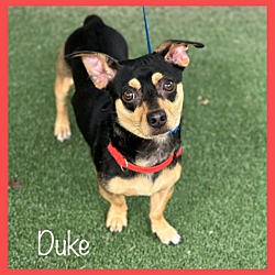 Thumbnail photo of DUKE #1