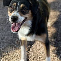 adopt-pet