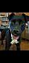BERNIE CP - Labrador Retriever available for adoption