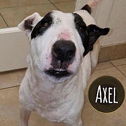 Photo of Axel