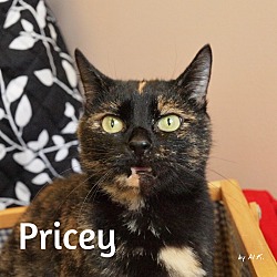 Thumbnail photo of Pricey #1