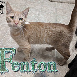Thumbnail photo of Fenton #2