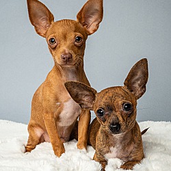 Thumbnail photo of Sonny & Cher - Bonded Puppies #4