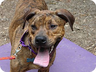 Windham, NH - Plott Hound. Meet Duke a Pet for Adoption.