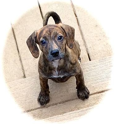 Plott hound sales border collie mix