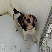 Morrow County Dog Shelter in Mt. Gilead, Ohio