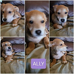 Photo of Ally