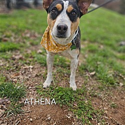 Photo of Althena
