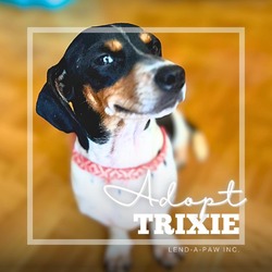 Thumbnail photo of Trixie #2