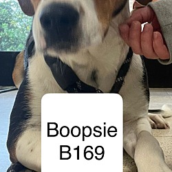 Thumbnail photo of Boopsie B169 #1