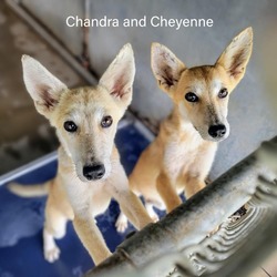 Thumbnail photo of Cheyenne #3