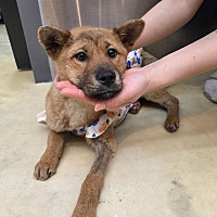 adopt a pet