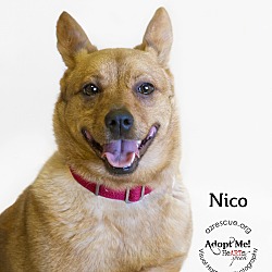 Thumbnail photo of Nico #1