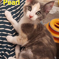 Thumbnail photo of Pearl #1