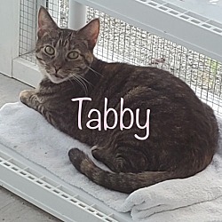 Photo of TABBY