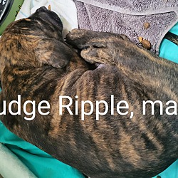 Thumbnail photo of Fudge Ripple #2