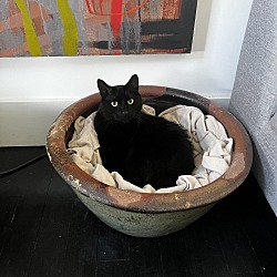Photo of Kopi