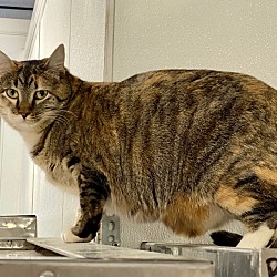 Photo of Creole (FERAL)