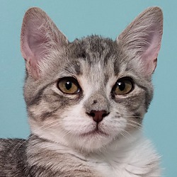 Photo of Loki