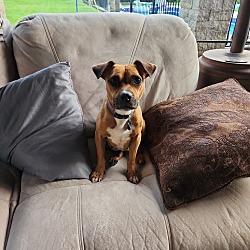 Photo of Rachel (In foster)