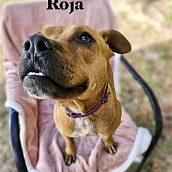 Thumbnail photo of Roja #3