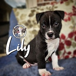 Thumbnail photo of Lily Rushin #1
