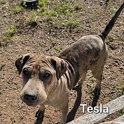 Thumbnail photo of Tesla #4