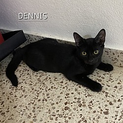 Thumbnail photo of Dennis #3