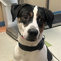 adopt a pet