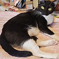adopt a pet