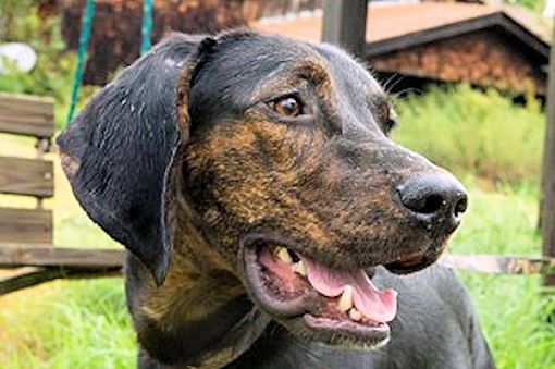 Plott hound 2024 coonhound mix