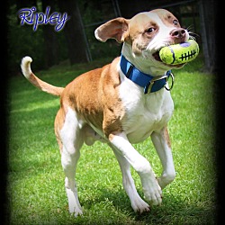 Thumbnail photo of Ripley #1