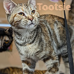 Thumbnail photo of Tootsie #2