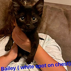 Thumbnail photo of Onyx (Bailey) #2
