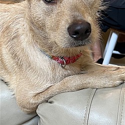 Photo of Callie