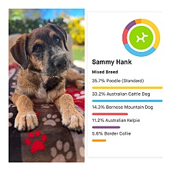 Thumbnail photo of Sammy Puppy #3