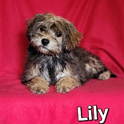 Photo of Lily(7lbs)