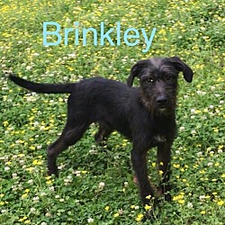 Photo of Brinkley