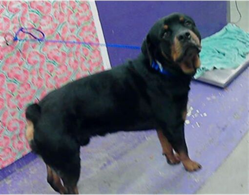 Houston, TX - Rottweiler. Meet KAS a Pet for Adoption - AdoptaPet.com