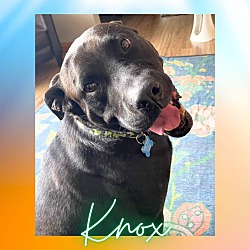 Thumbnail photo of Knox #4