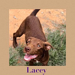 Photo of Lacey