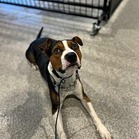 adopt a pet