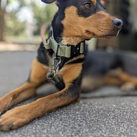 adopt a pet