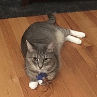 adopt a pet